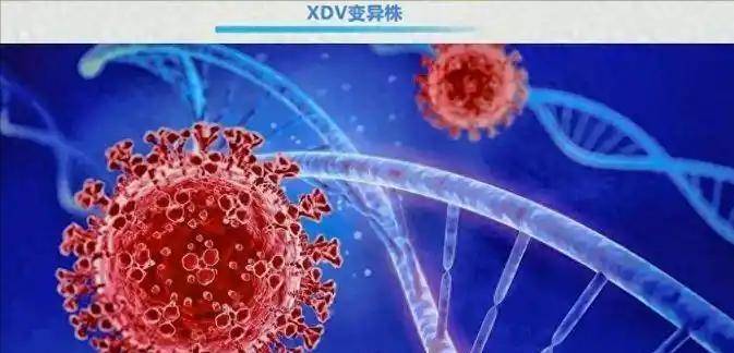 31例死亡XDV疫苗仍有效陈奕迅确诊叫停演唱会香港(图9)